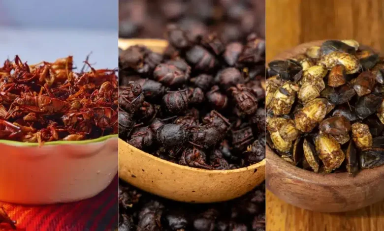Gastronomía mexicana ¿Has probado chapulines, chicatanas y jumiles? (Fotos de internet)