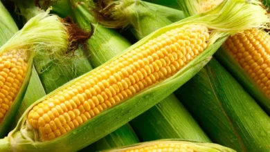 maíz baby el pequeño elote mexicano que conquista la gastronomía gourmet