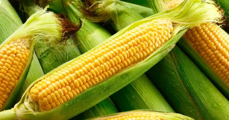 maíz baby el pequeño elote mexicano que conquista la gastronomía gourmet