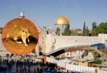 reportan en israel el primer caso de hantavirus detectado en el país