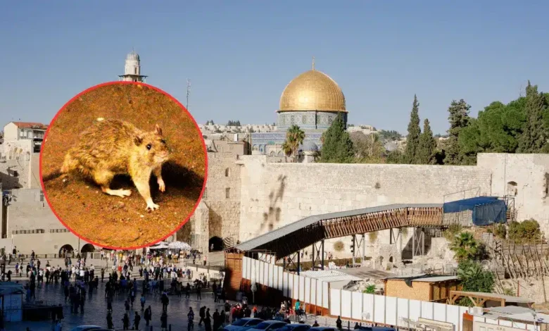 reportan en israel el primer caso de hantavirus detectado en el país