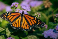 santuarios de la mariposa monarca en michoacán naturaleza, turismo y conservación