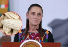 sheinbaum impulsa sistema nacional para garantizar precio justo al maíz blanco