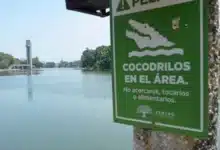 alertan conflicto entre humanos y cocodrilos
