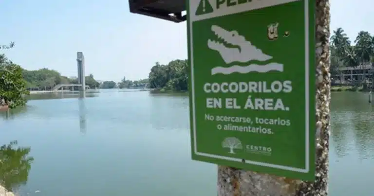 alertan conflicto entre humanos y cocodrilos