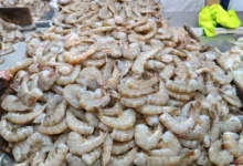 Baja el precio del camarón