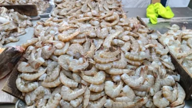 Baja el precio del camarón