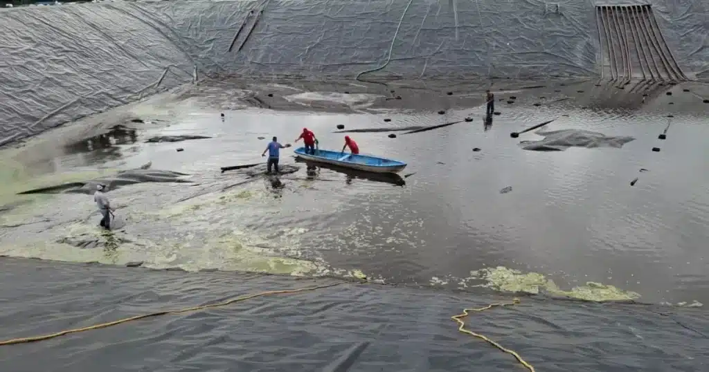 capturan a cocodrilo moreletii en las instalaciones de Óleo palma (1)