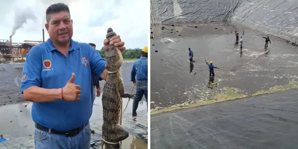 capturan a cocodrilo moreletii en las instalaciones de Óleo palma