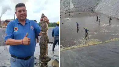 capturan a cocodrilo moreletii en las instalaciones de Óleo palma