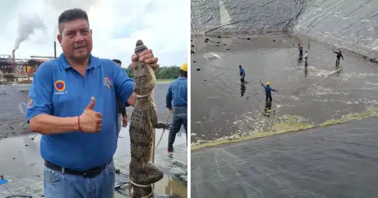 capturan a cocodrilo moreletii en las instalaciones de Óleo palma