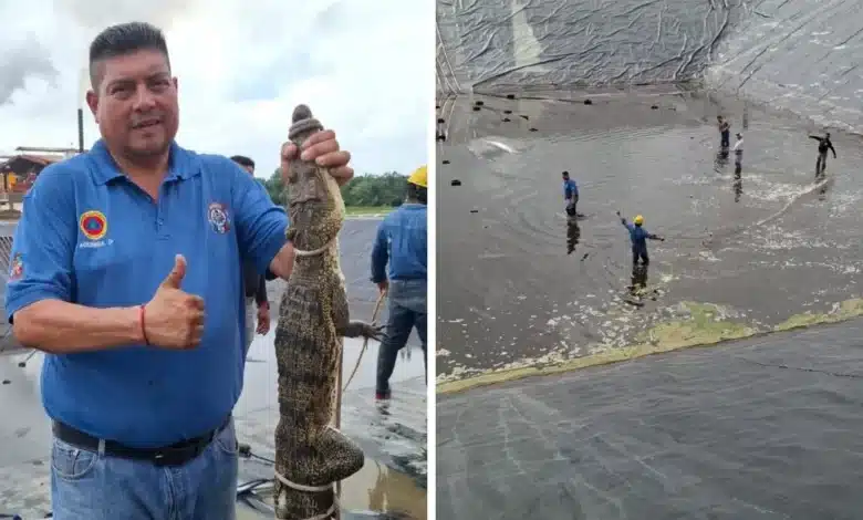 capturan a cocodrilo moreletii en las instalaciones de Óleo palma