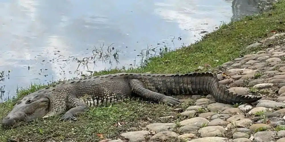 cocodrilos moreletii los reyes de la laguna