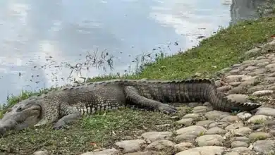 cocodrilos moreletii los reyes de la laguna