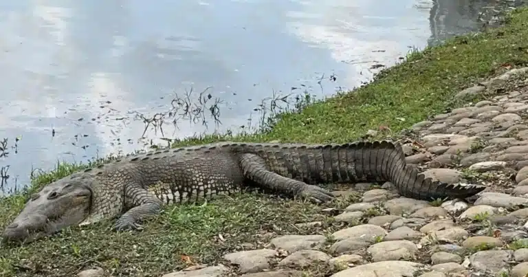 cocodrilos moreletii los reyes de la laguna