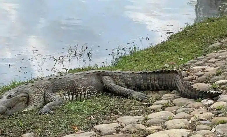 cocodrilos moreletii los reyes de la laguna