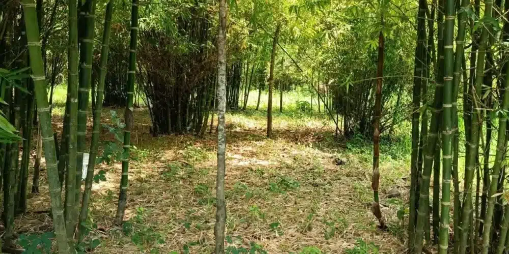 el bambú perfila el futuro económico y ambiental de la region