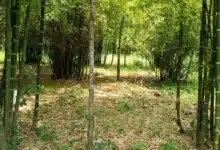 el bambú perfila el futuro económico y ambiental de la region