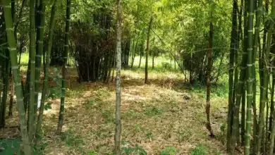 el bambú perfila el futuro económico y ambiental de la region
