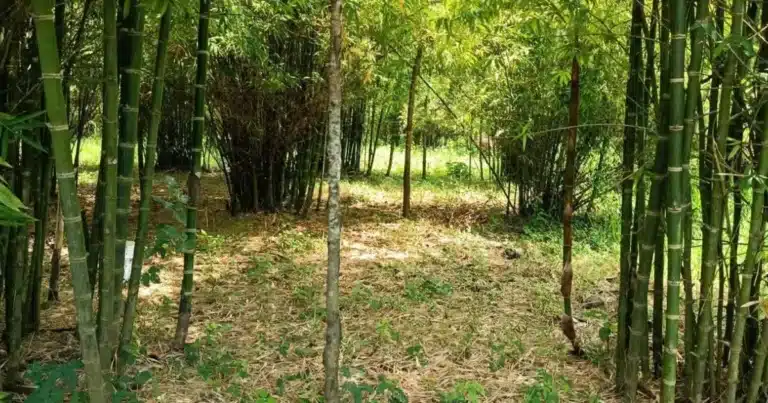 el bambú perfila el futuro económico y ambiental de la region