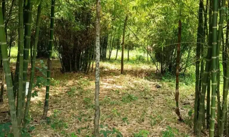 el bambú perfila el futuro económico y ambiental de la region