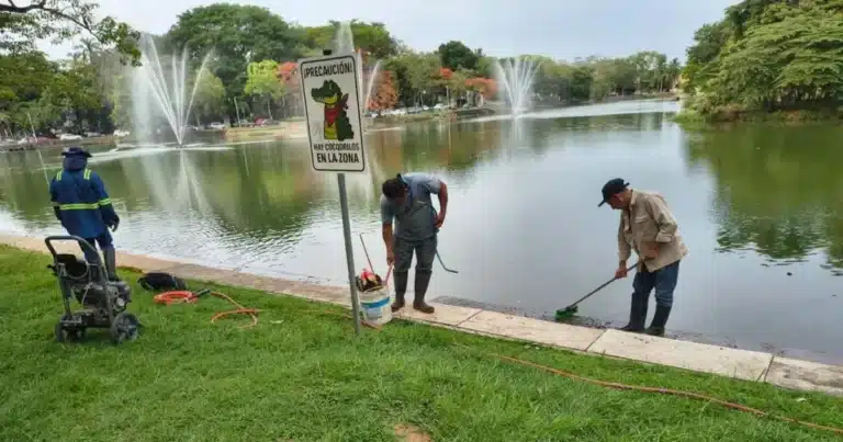 intensifican limpieza en laguna de las ilusiones