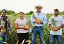 mecanizan campo tabasqueño