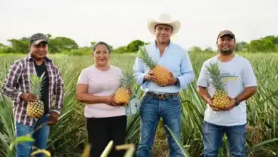 mecanizan campo tabasqueño