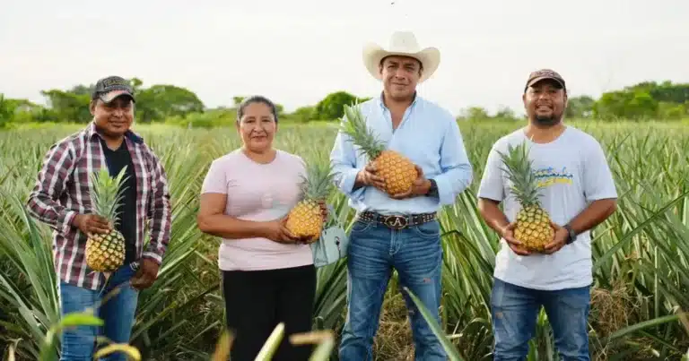 mecanizan campo tabasqueño