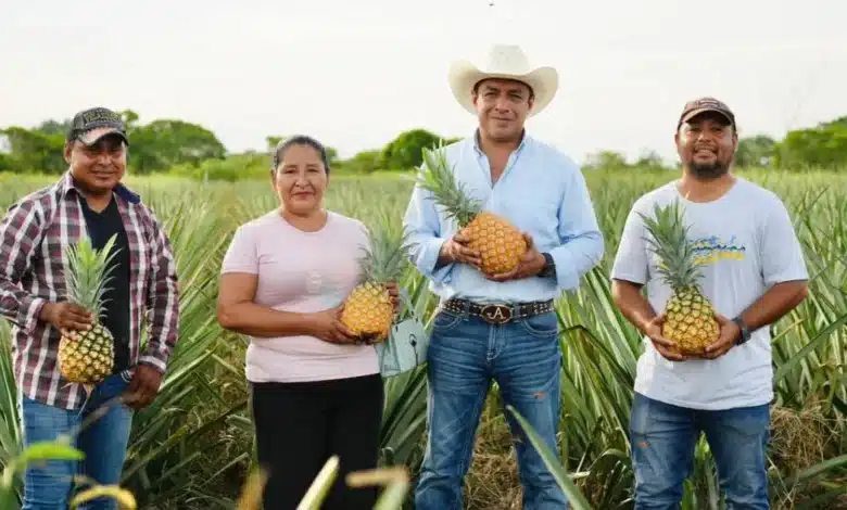 mecanizan campo tabasqueño
