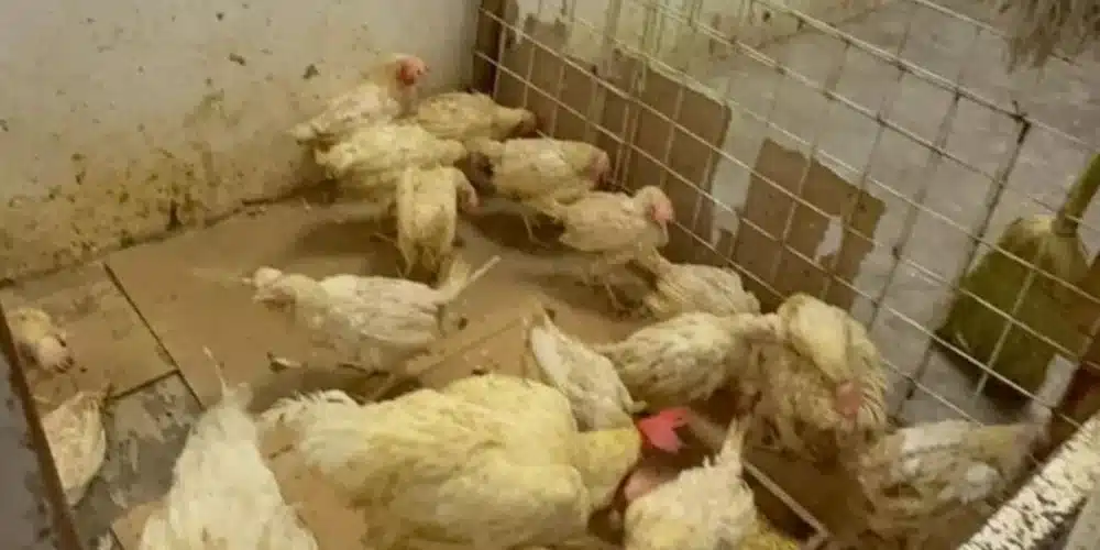 Caen ventas de aves en pie