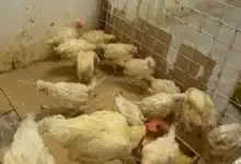 Caen ventas de aves en pie