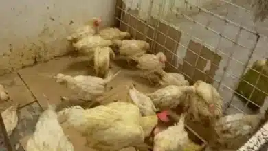 Caen ventas de aves en pie