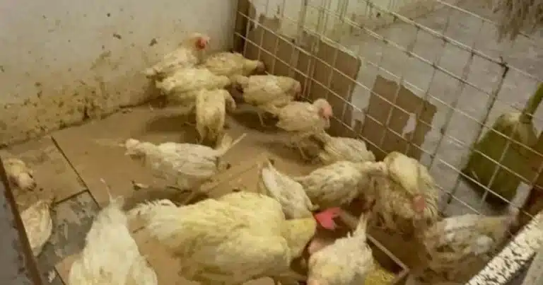 Caen ventas de aves en pie