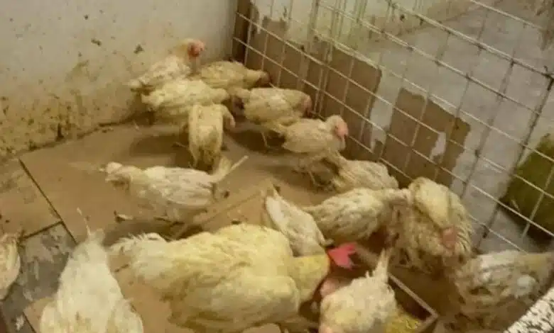Caen ventas de aves en pie