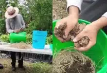 Fortalecen  la restauración ambiental