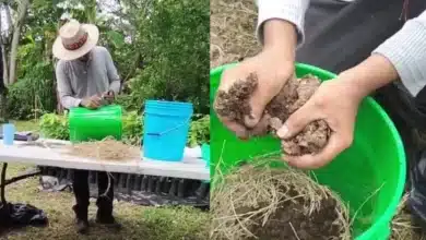 Fortalecen la restauración ambiental