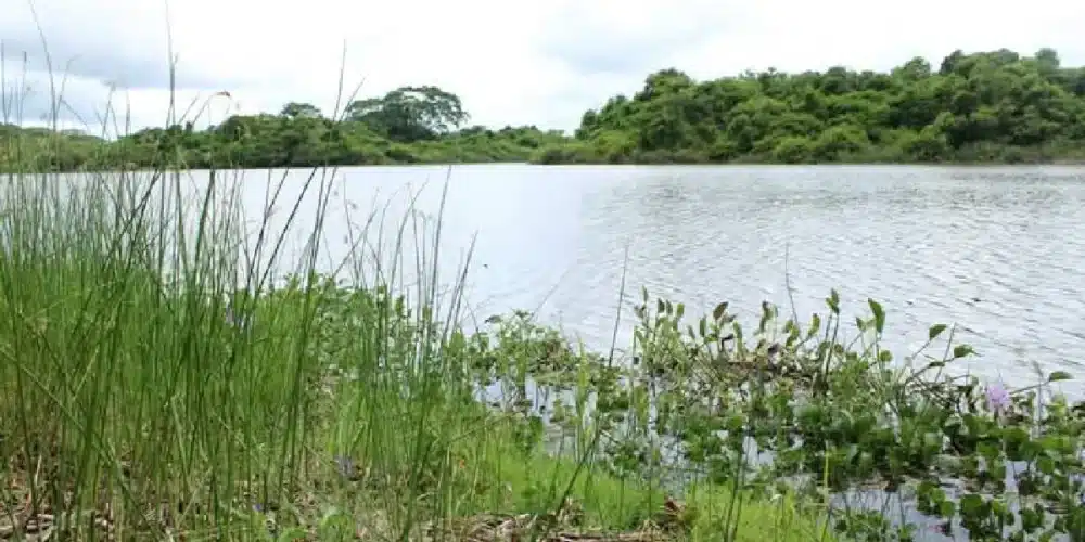 Garantizan 25 años de protección para el manatí 