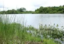 Garantizan 25 años de protección para el manatí 