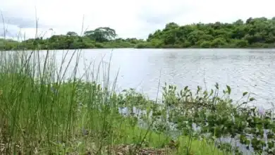 Garantizan 25 años de protección para el manatí 