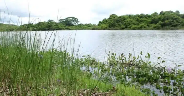 Garantizan 25 años de protección para el manatí 