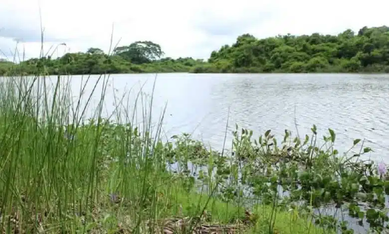 Garantizan 25 años de protección para el manatí