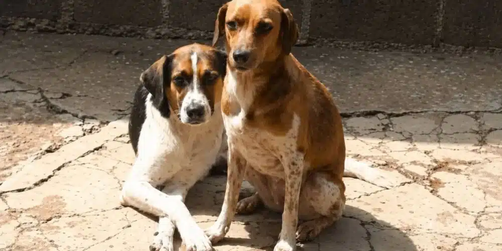 Refugio canino enfrenta crisis alimentaria
