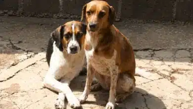 Refugio canino enfrenta crisis alimentaria