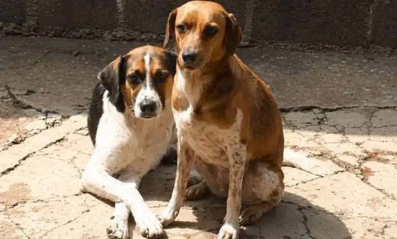 Refugio canino enfrenta crisis alimentaria