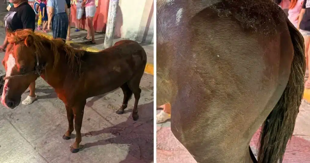 rescatan a caballo tras caer en alcantarilla destapada en ocuiltzapotlán (1)