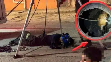 rescatan a caballo tras caer en alcantarilla destapada en ocuiltzapotlán