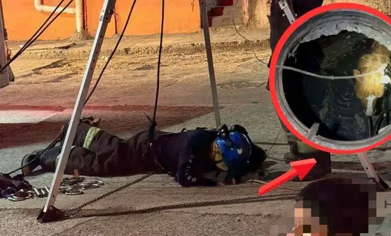 rescatan a caballo tras caer en alcantarilla destapada en ocuiltzapotlán