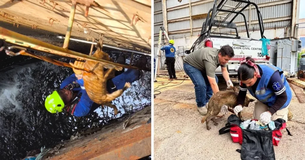 sacan a lomito de un cárcamo en ciudad industrial (1)