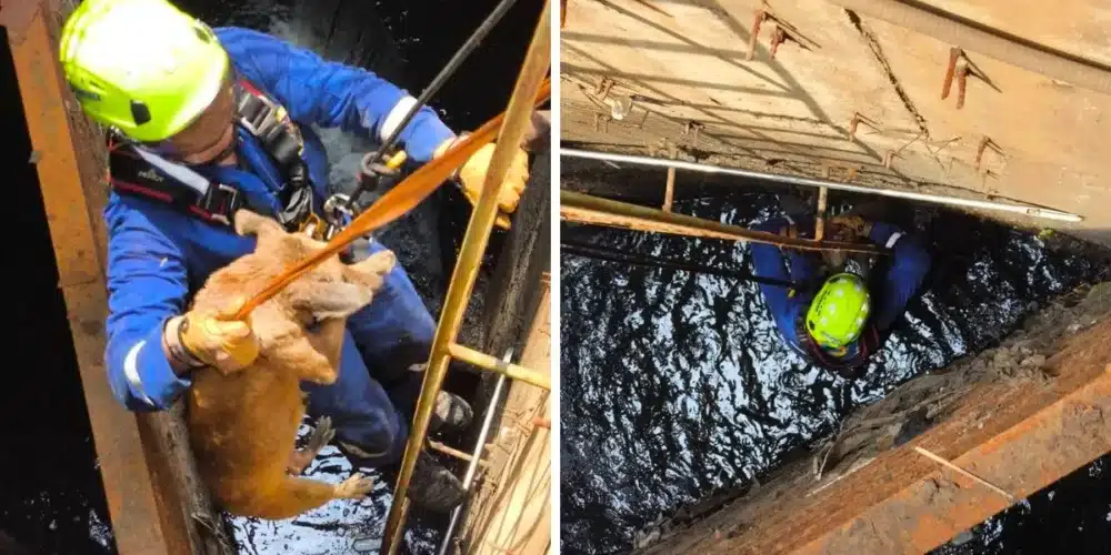 sacan a lomito de un cárcamo en ciudad industrial